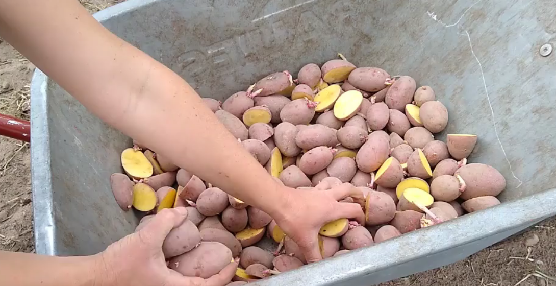 Kartoffeln legen
