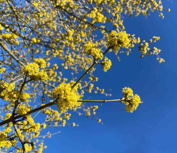 Frühlingsfest im Garten Steinhöfel